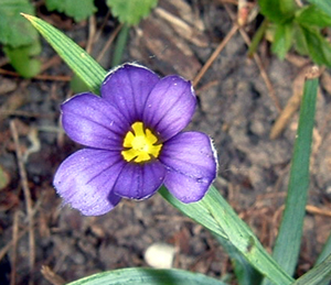 blue-eyed grass 3